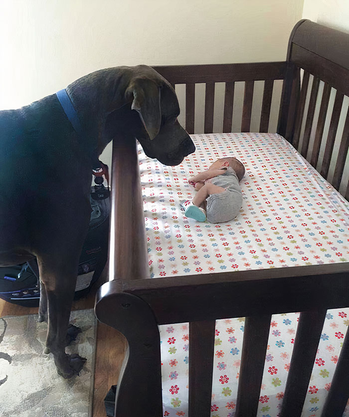 50 Funny Pics Of Great Danes With No Regard For Their Size (New Pics) 50 Funny Pics Of Great Danes With No Regard For Their Size (New Pics)