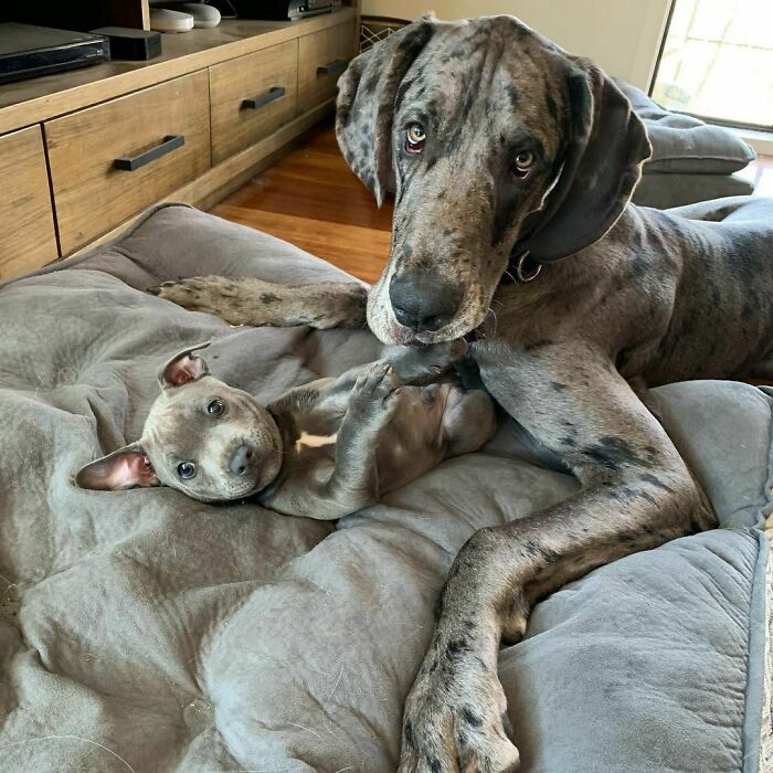50 Funny Pics Of Great Danes With No Regard For Their Size (New Pics) 50 Funny Pics Of Great Danes With No Regard For Their Size (New Pics)