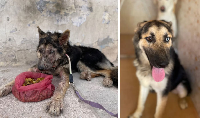 50 Heartwarming Photos Of Dogs Before And After Adoption That Prove Rescuing A Pet Is Life-Changing (New Pics) 50 Heartwarming Photos Of Dogs Before And After Adoption That Prove Rescuing A Pet Is Life-Changing (New Pics)