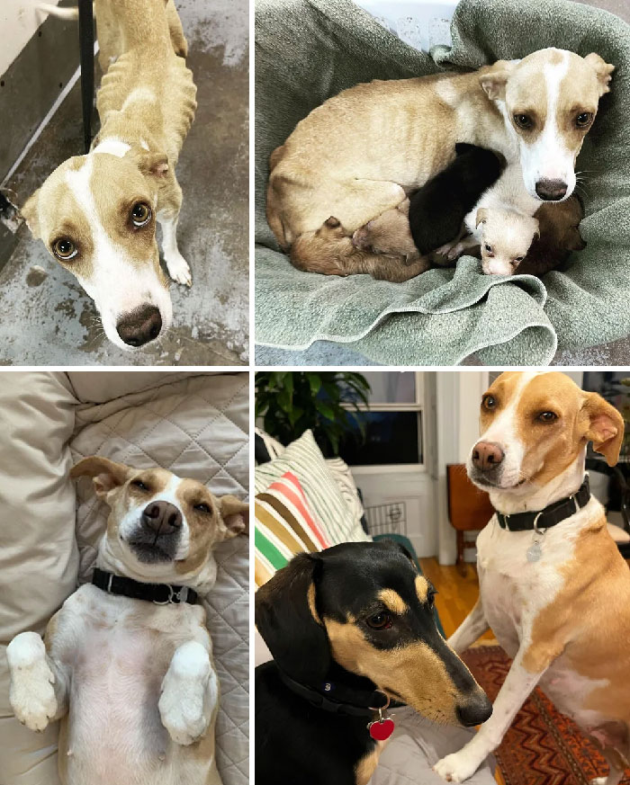 50 Heartwarming Photos Of Dogs Before And After Adoption That Prove Rescuing A Pet Is Life-Changing (New Pics) 50 Heartwarming Photos Of Dogs Before And After Adoption That Prove Rescuing A Pet Is Life-Changing (New Pics)