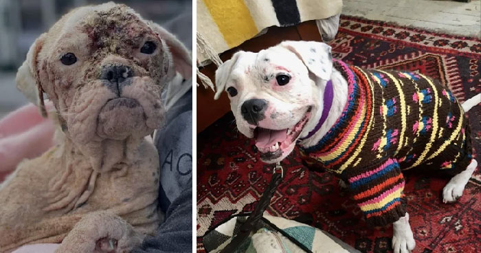 50 Heartwarming Photos Of Dogs Before And After Adoption That Prove Rescuing A Pet Is Life-Changing (New Pics) 50 Heartwarming Photos Of Dogs Before And After Adoption That Prove Rescuing A Pet Is Life-Changing (New Pics)