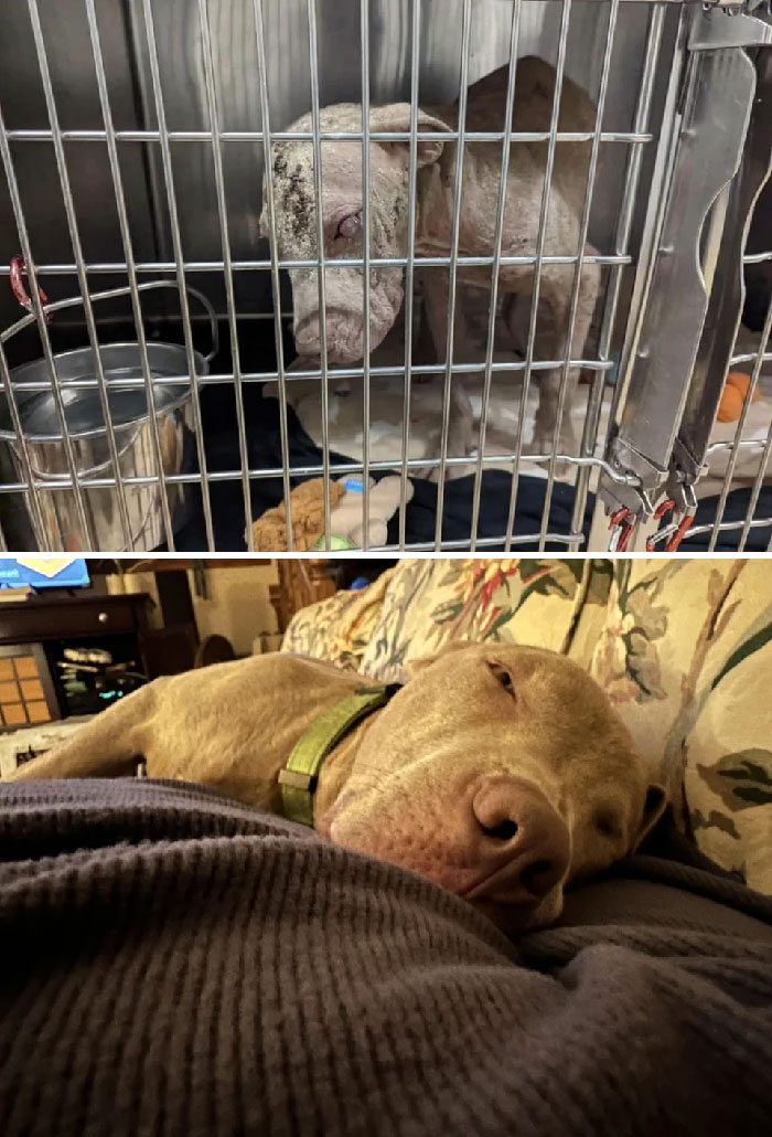 50 Heartwarming Photos Of Dogs Before And After Adoption That Prove Rescuing A Pet Is Life-Changing (New Pics) 50 Heartwarming Photos Of Dogs Before And After Adoption That Prove Rescuing A Pet Is Life-Changing (New Pics)