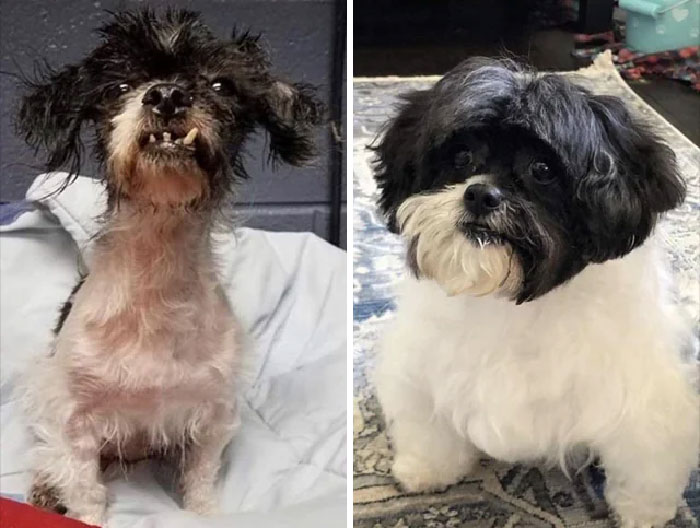 50 Heartwarming Photos Of Dogs Before And After Adoption That Prove Rescuing A Pet Is Life-Changing (New Pics) 50 Heartwarming Photos Of Dogs Before And After Adoption That Prove Rescuing A Pet Is Life-Changing (New Pics)