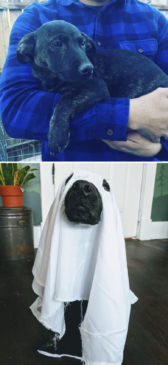 50 Heartwarming Photos Of Dogs Before And After Adoption That Prove Rescuing A Pet Is Life-Changing (New Pics) 50 Heartwarming Photos Of Dogs Before And After Adoption That Prove Rescuing A Pet Is Life-Changing (New Pics)