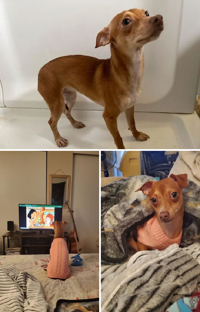 50 Heartwarming Photos Of Dogs Before And After Adoption That Prove Rescuing A Pet Is Life-Changing (New Pics) 50 Heartwarming Photos Of Dogs Before And After Adoption That Prove Rescuing A Pet Is Life-Changing (New Pics)