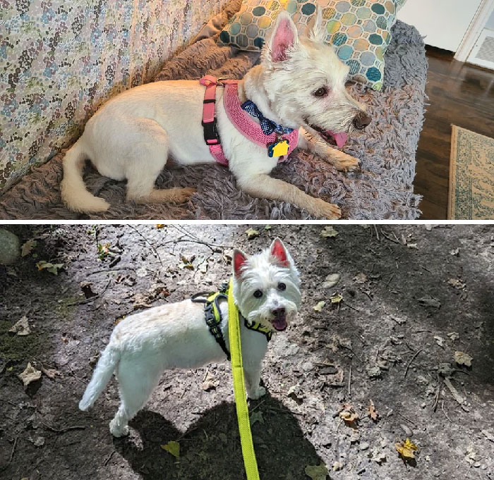 50 Heartwarming Photos Of Dogs Before And After Adoption That Prove Rescuing A Pet Is Life-Changing (New Pics) 50 Heartwarming Photos Of Dogs Before And After Adoption That Prove Rescuing A Pet Is Life-Changing (New Pics)