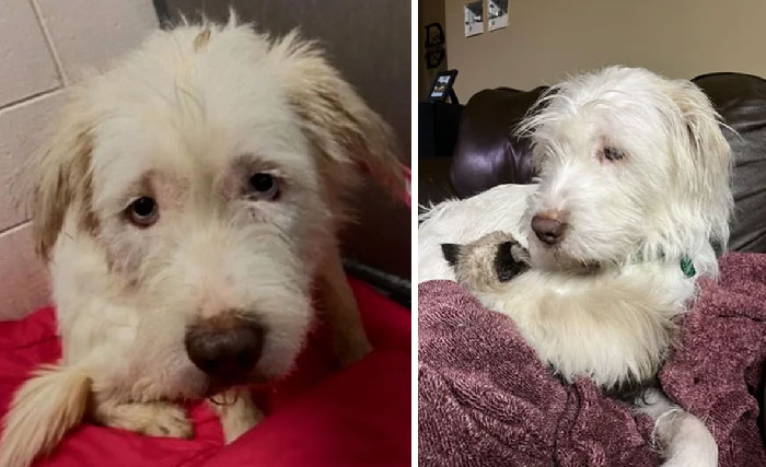 50 Heartwarming Photos Of Dogs Before And After Adoption That Prove Rescuing A Pet Is Life-Changing (New Pics) 50 Heartwarming Photos Of Dogs Before And After Adoption That Prove Rescuing A Pet Is Life-Changing (New Pics)
