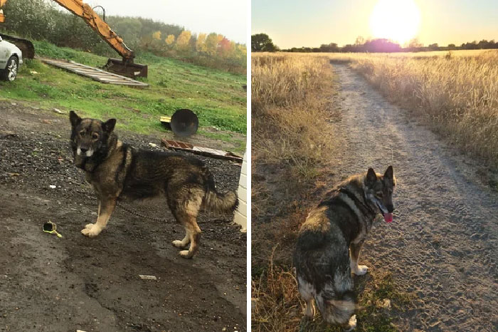 50 Heartwarming Photos Of Dogs Before And After Adoption That Prove Rescuing A Pet Is Life-Changing (New Pics) 50 Heartwarming Photos Of Dogs Before And After Adoption That Prove Rescuing A Pet Is Life-Changing (New Pics)