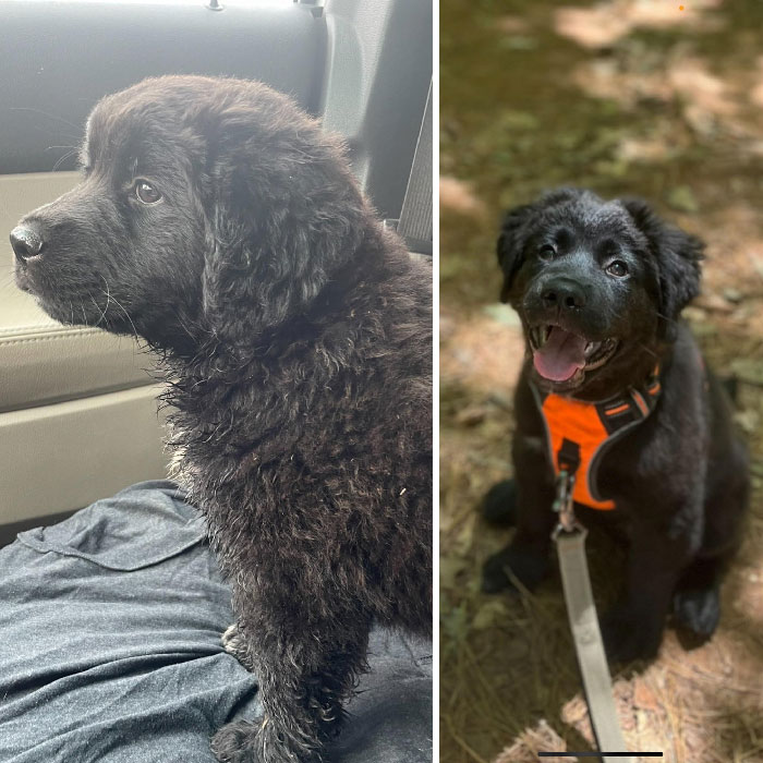 50 Heartwarming Photos Of Dogs Before And After Adoption That Prove Rescuing A Pet Is Life-Changing (New Pics) 50 Heartwarming Photos Of Dogs Before And After Adoption That Prove Rescuing A Pet Is Life-Changing (New Pics)