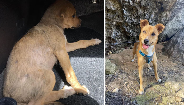 50 Heartwarming Photos Of Dogs Before And After Adoption That Prove Rescuing A Pet Is Life-Changing (New Pics) 50 Heartwarming Photos Of Dogs Before And After Adoption That Prove Rescuing A Pet Is Life-Changing (New Pics)