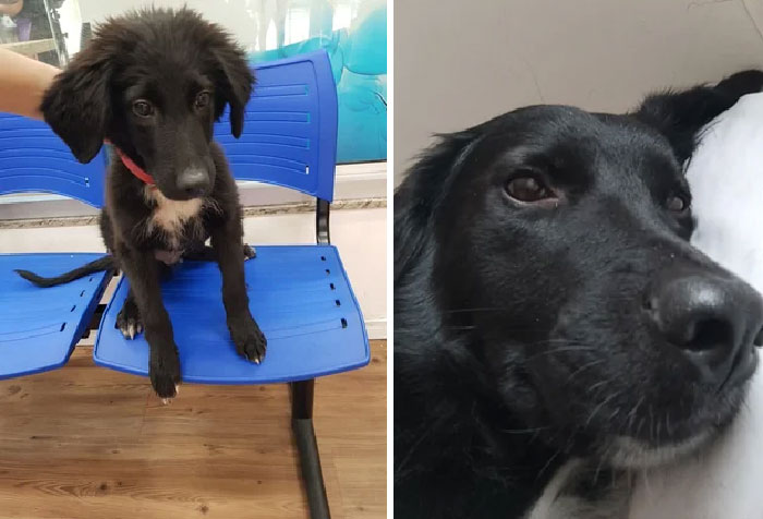 50 Heartwarming Photos Of Dogs Before And After Adoption That Prove Rescuing A Pet Is Life-Changing (New Pics) 50 Heartwarming Photos Of Dogs Before And After Adoption That Prove Rescuing A Pet Is Life-Changing (New Pics)