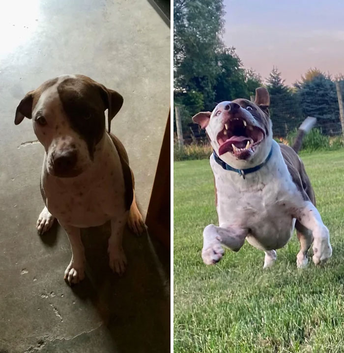 50 Heartwarming Photos Of Dogs Before And After Adoption That Prove Rescuing A Pet Is Life-Changing (New Pics) 50 Heartwarming Photos Of Dogs Before And After Adoption That Prove Rescuing A Pet Is Life-Changing (New Pics)