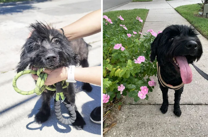 50 Heartwarming Photos Of Dogs Before And After Adoption That Prove Rescuing A Pet Is Life-Changing (New Pics) 50 Heartwarming Photos Of Dogs Before And After Adoption That Prove Rescuing A Pet Is Life-Changing (New Pics)