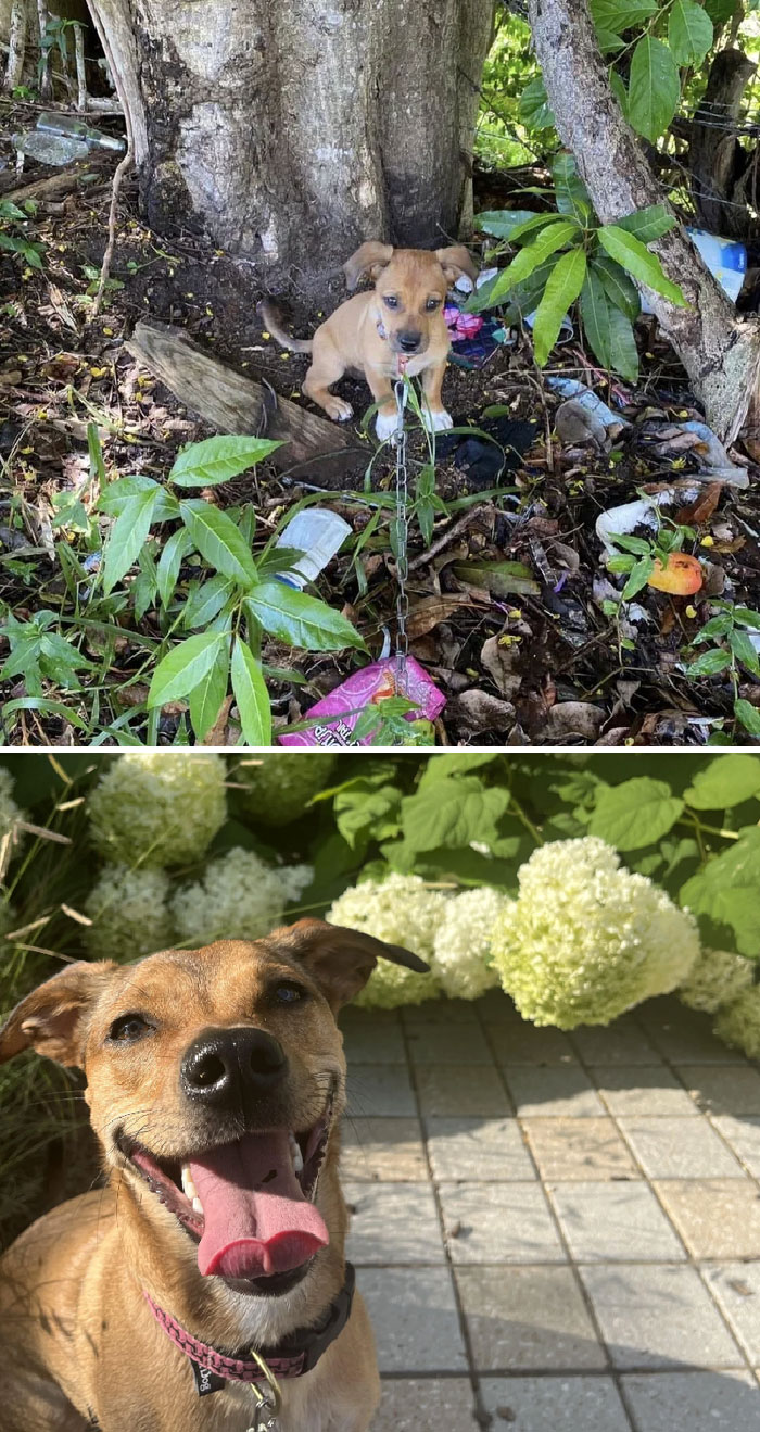 50 Heartwarming Photos Of Dogs Before And After Adoption That Prove Rescuing A Pet Is Life-Changing (New Pics) 50 Heartwarming Photos Of Dogs Before And After Adoption That Prove Rescuing A Pet Is Life-Changing (New Pics)