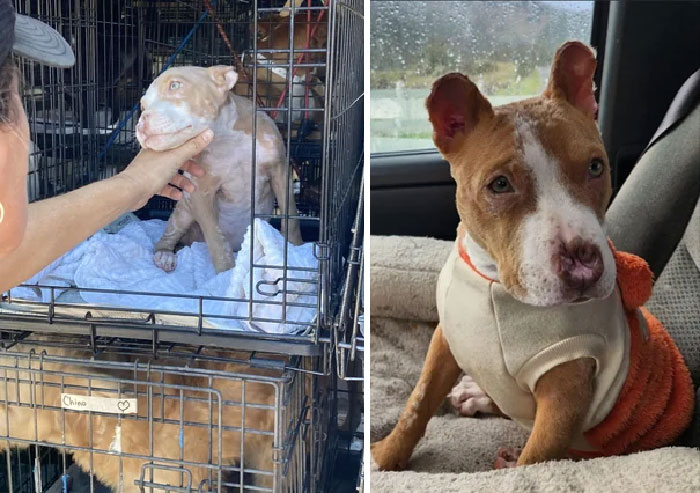 50 Heartwarming Photos Of Dogs Before And After Adoption That Prove Rescuing A Pet Is Life-Changing (New Pics) 50 Heartwarming Photos Of Dogs Before And After Adoption That Prove Rescuing A Pet Is Life-Changing (New Pics)