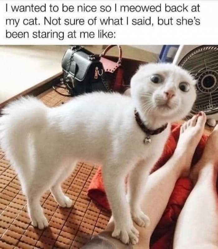 50 Of The Best Cat Posts That Are Impossible Not To Scroll Through 50 Of The Best Cat Posts That Are Impossible Not To Scroll Through