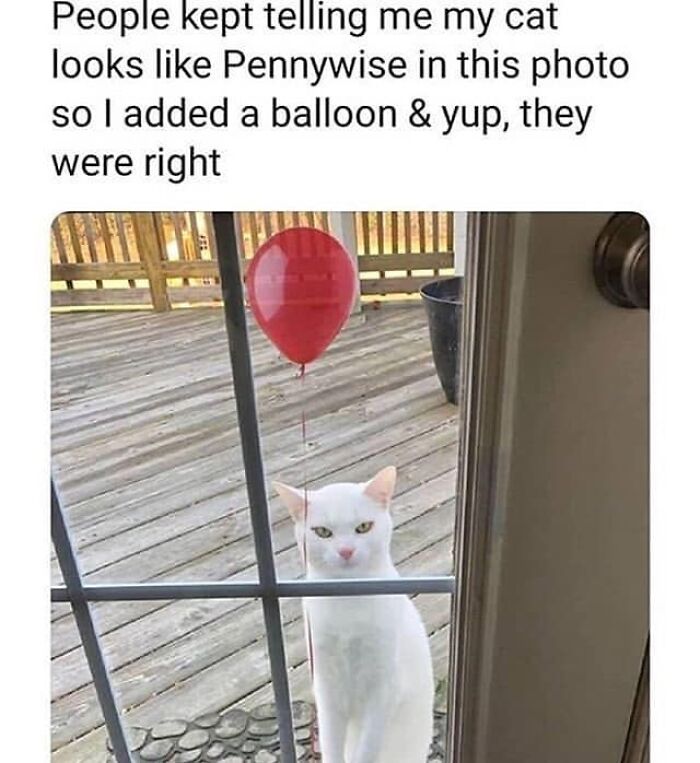 50 Of The Best Cat Posts That Are Impossible Not To Scroll Through 50 Of The Best Cat Posts That Are Impossible Not To Scroll Through