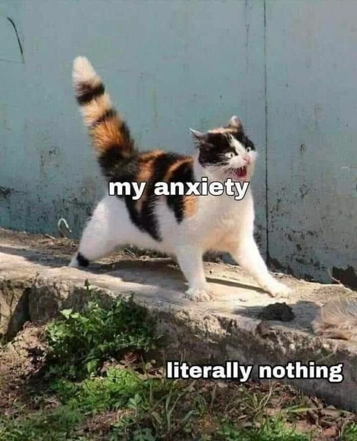 50 Of The Best Cat Posts That Are Impossible Not To Scroll Through 50 Of The Best Cat Posts That Are Impossible Not To Scroll Through