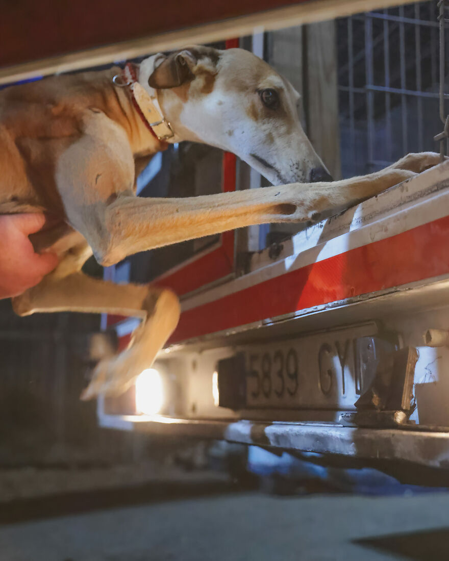 After Spending 10 Days In A Shelter With 500 Dogs, I Decided To Bring Some Of These Rescues With Me Back To The US After Spending 10 Days In A Shelter With 500 Dogs, I Decided To Bring Some Of These Rescues With Me Back To The US