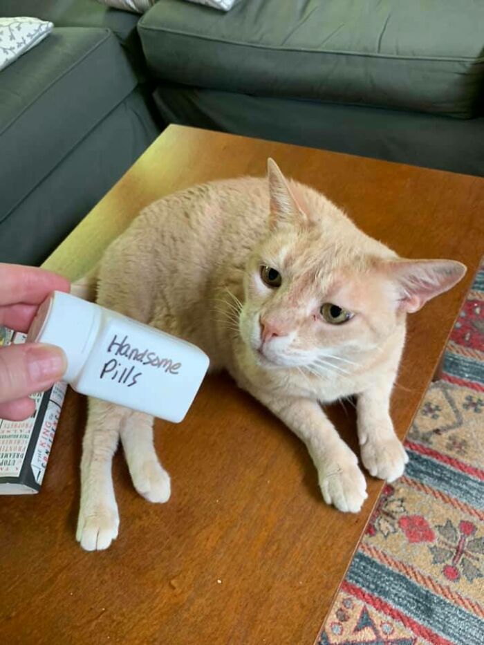 95 Photos Of Ginger Cats To Leave You Feline Good 95 Photos Of Ginger Cats To Leave You Feline Good