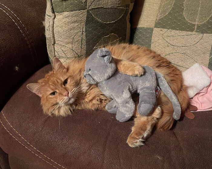 95 Photos Of Ginger Cats To Leave You Feline Good 95 Photos Of Ginger Cats To Leave You Feline Good