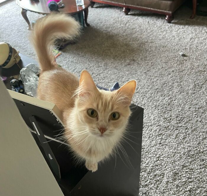 95 Photos Of Ginger Cats To Leave You Feline Good 95 Photos Of Ginger Cats To Leave You Feline Good