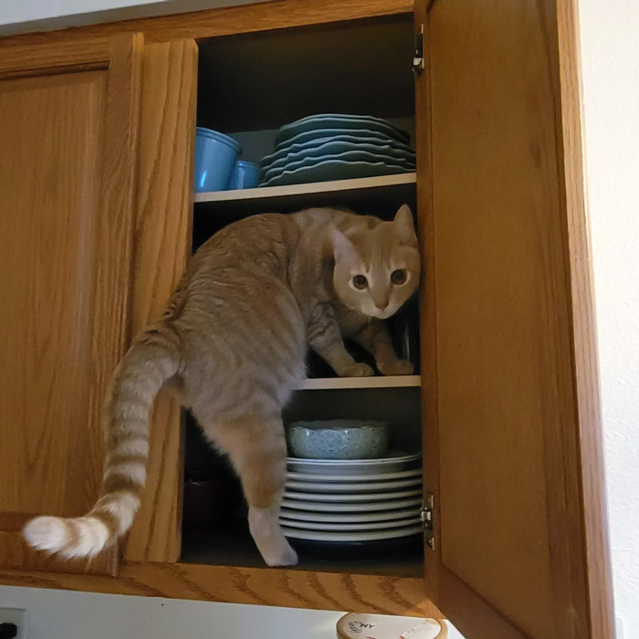 95 Photos Of Ginger Cats To Leave You Feline Good 95 Photos Of Ginger Cats To Leave You Feline Good