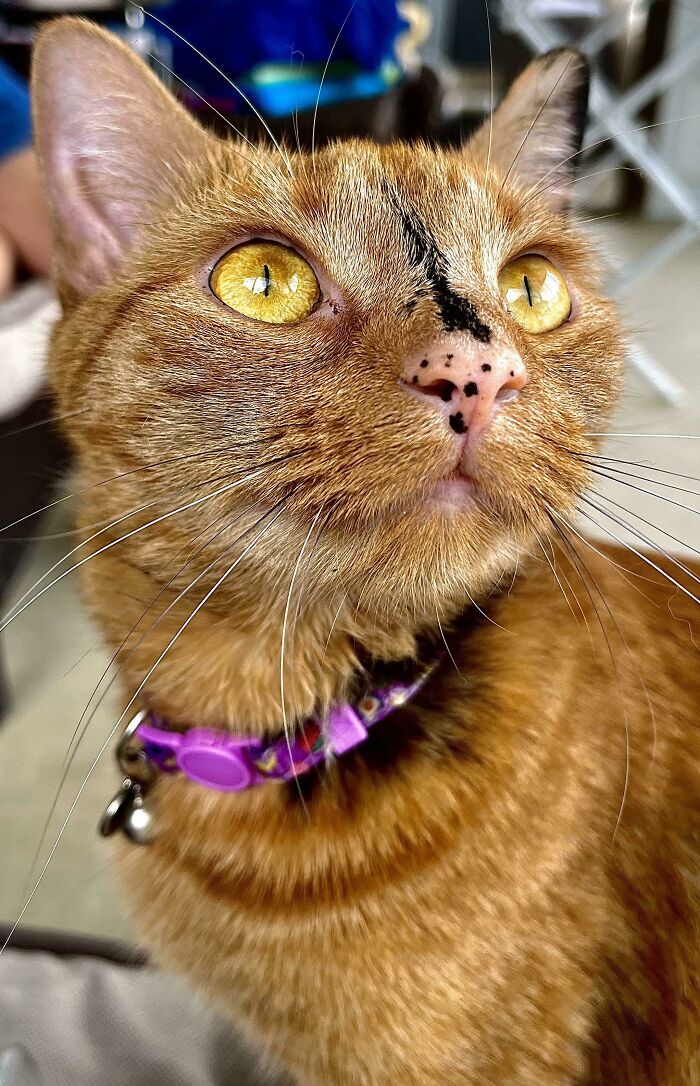 95 Photos Of Ginger Cats To Leave You Feline Good 95 Photos Of Ginger Cats To Leave You Feline Good