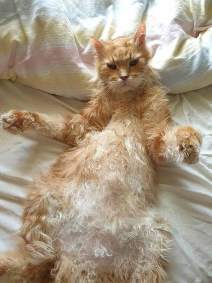 95 Photos Of Ginger Cats To Leave You Feline Good 95 Photos Of Ginger Cats To Leave You Feline Good