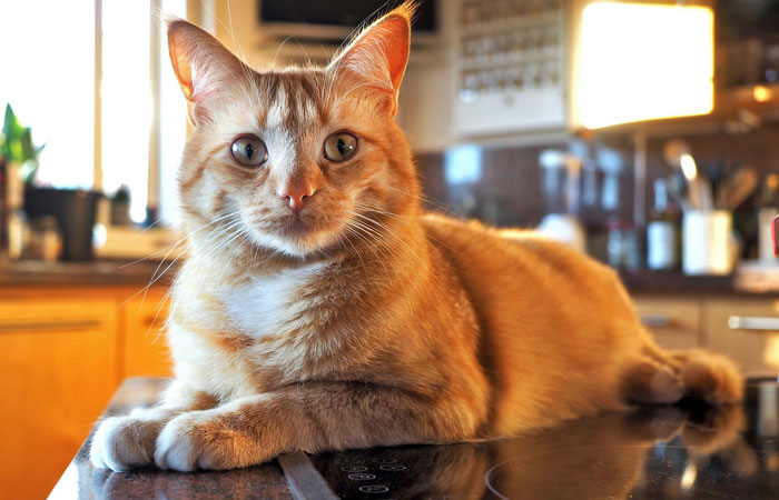 95 Photos Of Ginger Cats To Leave You Feline Good 95 Photos Of Ginger Cats To Leave You Feline Good