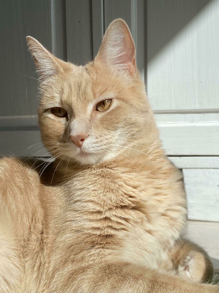 95 Photos Of Ginger Cats To Leave You Feline Good 95 Photos Of Ginger Cats To Leave You Feline Good