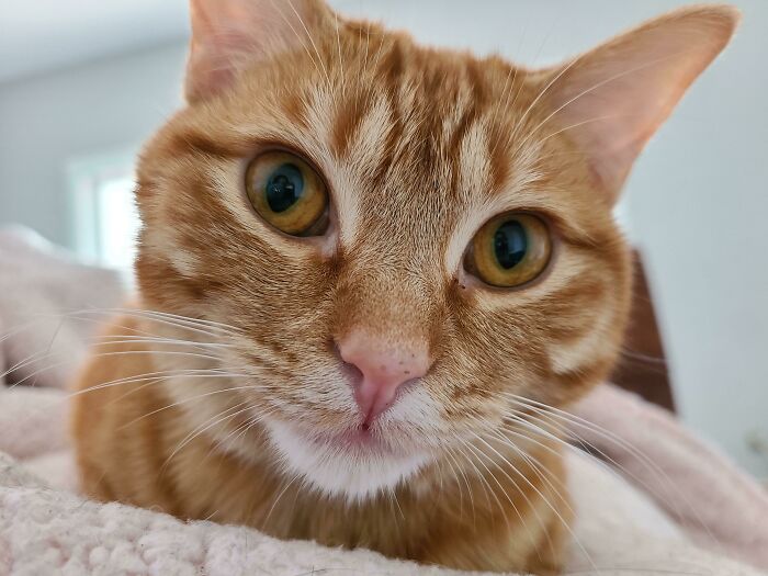 95 Photos Of Ginger Cats To Leave You Feline Good 95 Photos Of Ginger Cats To Leave You Feline Good