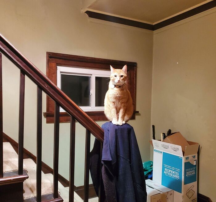 95 Photos Of Ginger Cats To Leave You Feline Good 95 Photos Of Ginger Cats To Leave You Feline Good