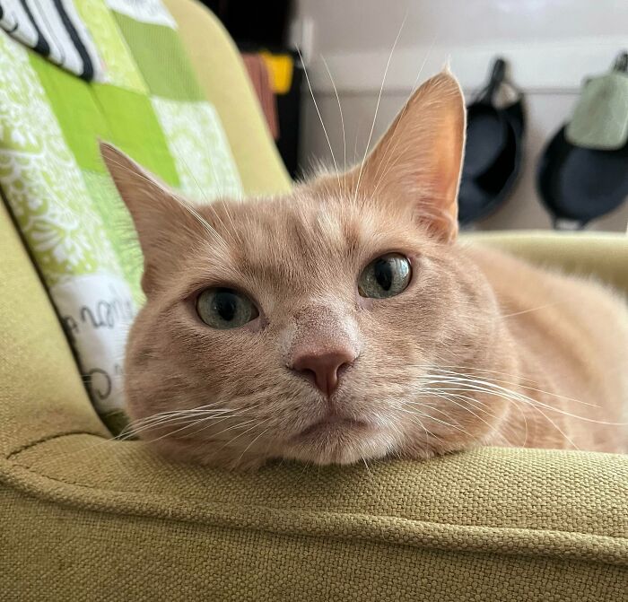 95 Photos Of Ginger Cats To Leave You Feline Good 95 Photos Of Ginger Cats To Leave You Feline Good