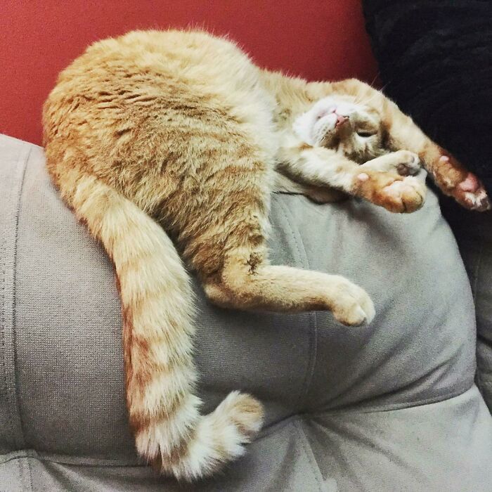 95 Photos Of Ginger Cats To Leave You Feline Good 95 Photos Of Ginger Cats To Leave You Feline Good