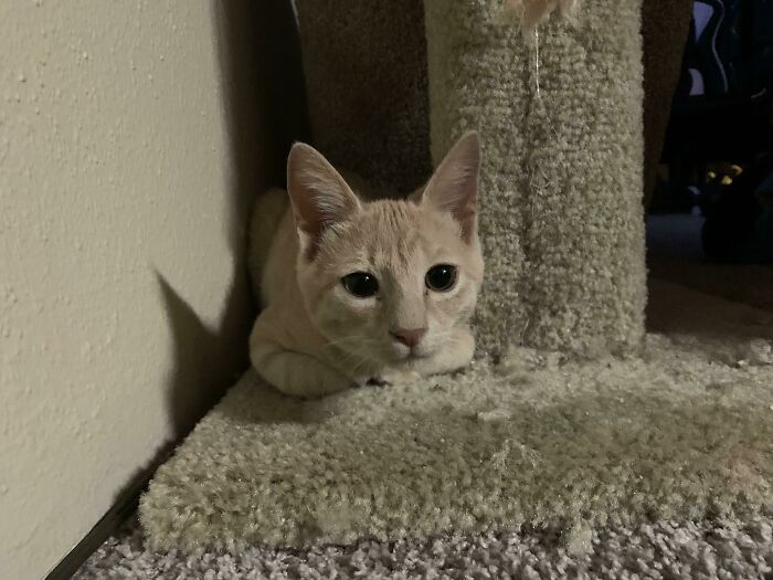 95 Photos Of Ginger Cats To Leave You Feline Good 95 Photos Of Ginger Cats To Leave You Feline Good