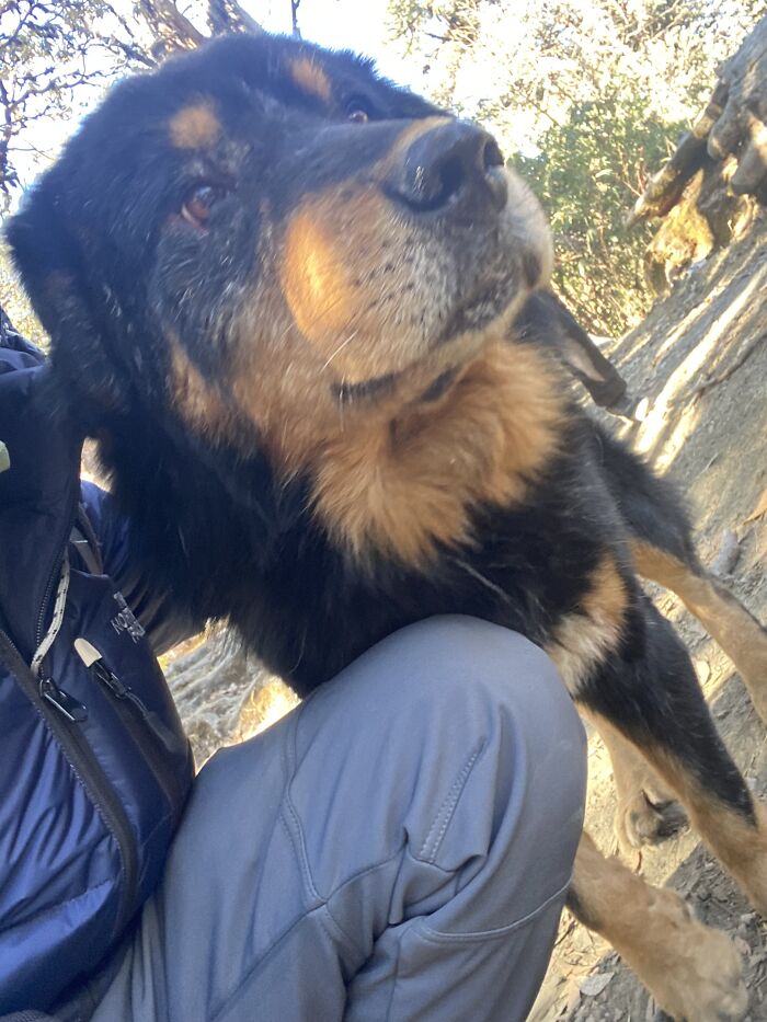 I Spent My Week Hiking The Ghorepani Poon Hill Route In Nepal With A Dog I Spent My Week Hiking The Ghorepani Poon Hill Route In Nepal With A Dog