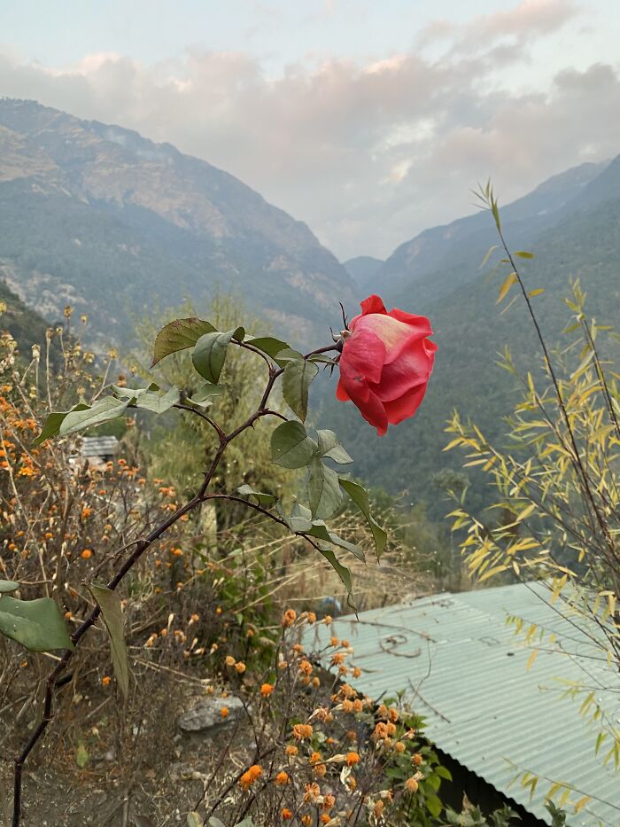 I Spent My Week Hiking The Ghorepani Poon Hill Route In Nepal With A Dog I Spent My Week Hiking The Ghorepani Poon Hill Route In Nepal With A Dog