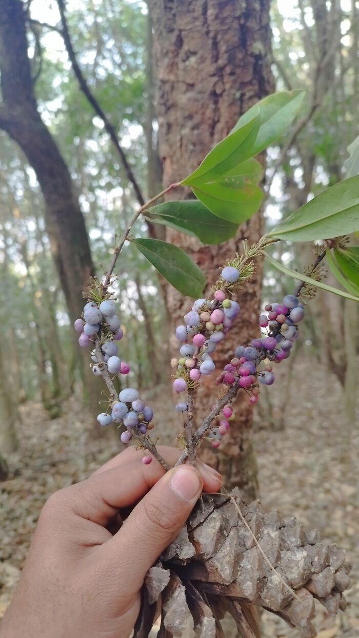 I Spent My Week Hiking The Ghorepani Poon Hill Route In Nepal With A Dog I Spent My Week Hiking The Ghorepani Poon Hill Route In Nepal With A Dog