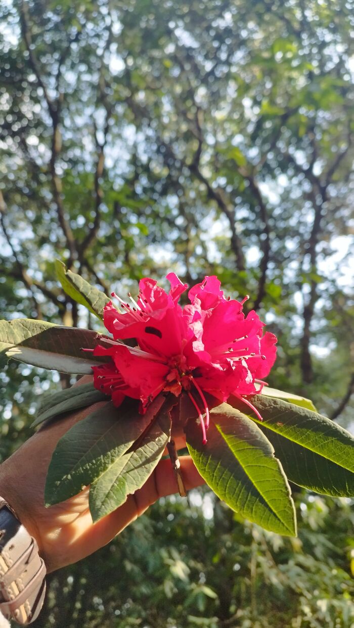 I Spent My Week Hiking The Ghorepani Poon Hill Route In Nepal With A Dog I Spent My Week Hiking The Ghorepani Poon Hill Route In Nepal With A Dog