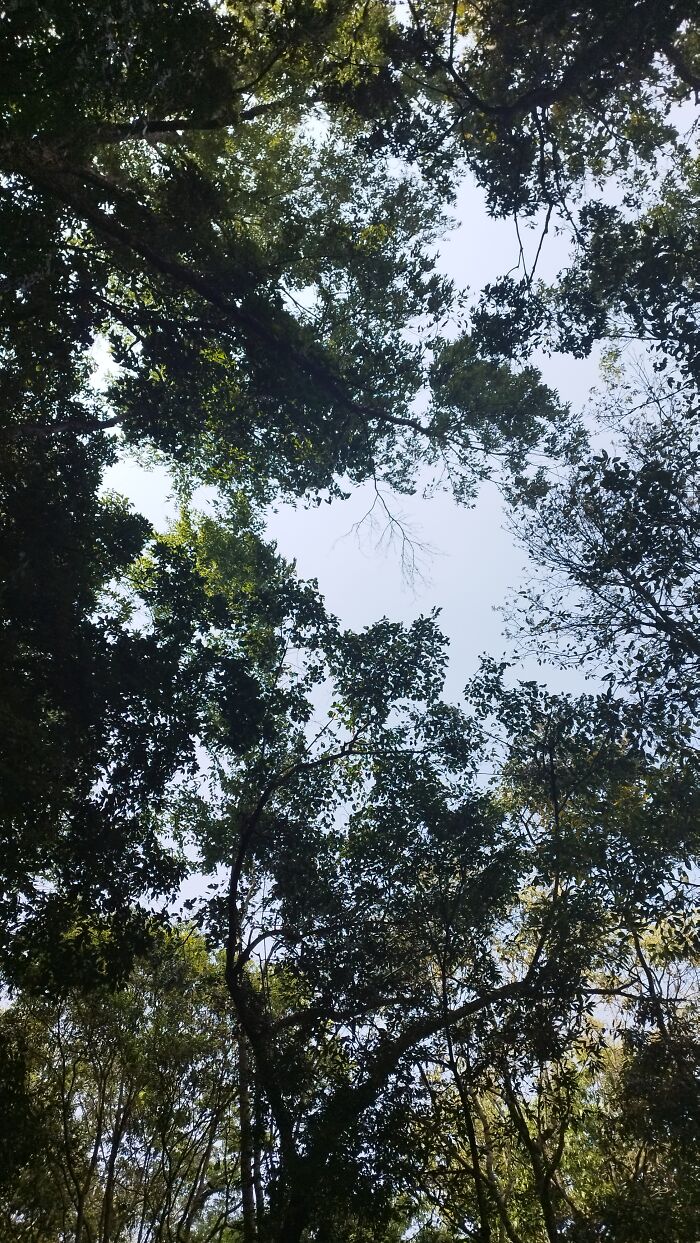 I Spent My Week Hiking The Ghorepani Poon Hill Route In Nepal With A Dog I Spent My Week Hiking The Ghorepani Poon Hill Route In Nepal With A Dog