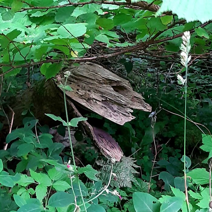 I Notice And Photograph Funny Examples Of Pareidolia In Everyday Objects (30 Pics) I Notice And Photograph Funny Examples Of Pareidolia In Everyday Objects (30 Pics)