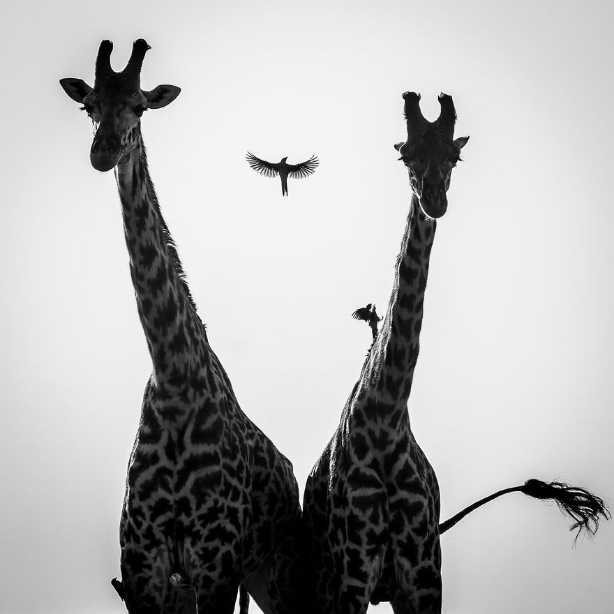All About Photo Is Pleased To Present “Africa” By Laurent Baheux (20 Pics) All About Photo Is Pleased To Present “Africa” By Laurent Baheux (20 Pics)
