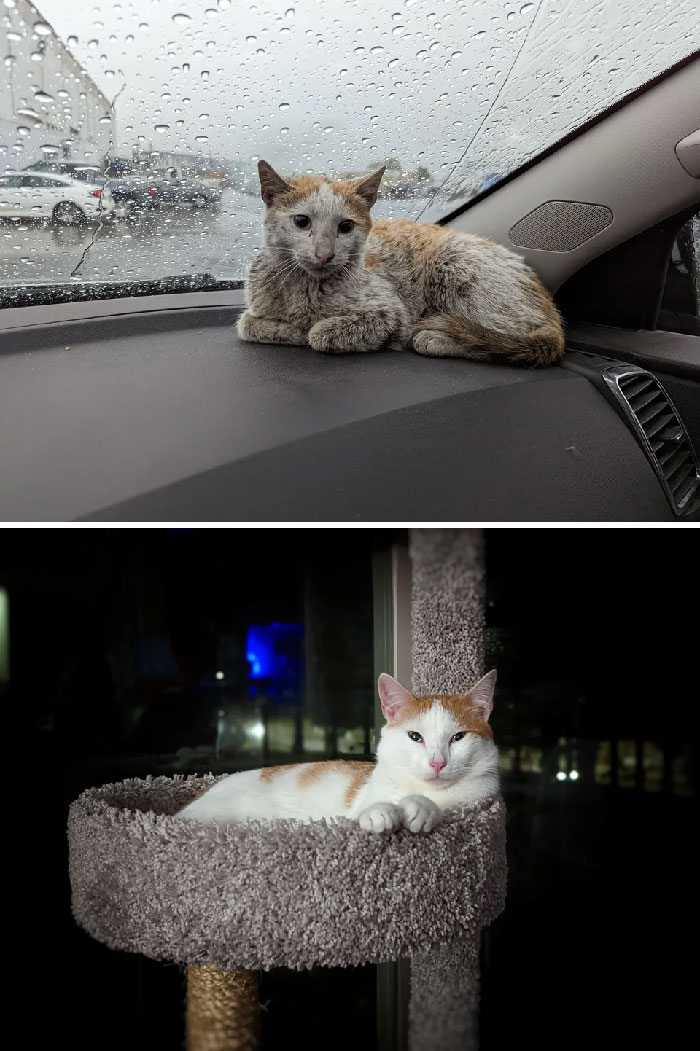 30 Before And After Pics Of Rescue Cats That Have Flourished Since Being Adopted (New Pics)