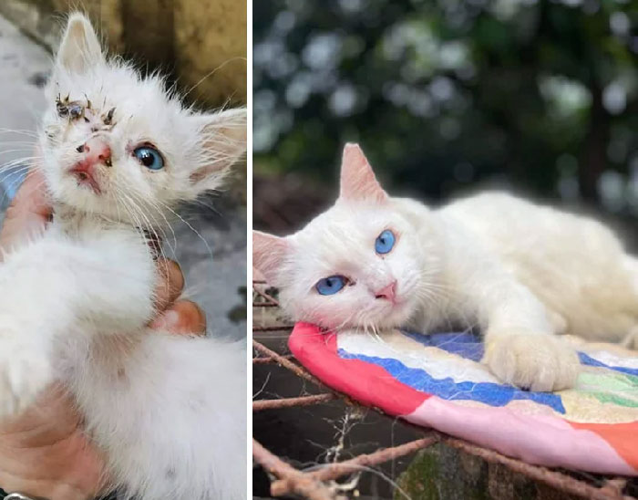 30 Before And After Pics Of Rescue Cats That Have Flourished Since Being Adopted (New Pics)