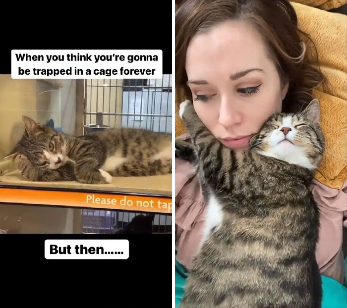 30 Before And After Pics Of Rescue Cats That Have Flourished Since Being Adopted (New Pics)