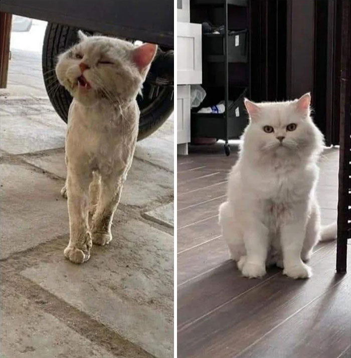 30 Before And After Pics Of Rescue Cats That Have Flourished Since Being Adopted (New Pics)