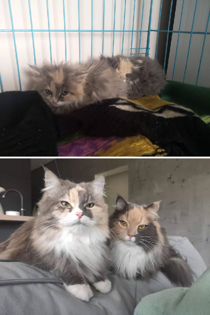 30 Before And After Pics Of Rescue Cats That Have Flourished Since Being Adopted (New Pics)