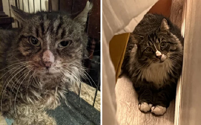 30 Before And After Pics Of Rescue Cats That Have Flourished Since Being Adopted (New Pics)