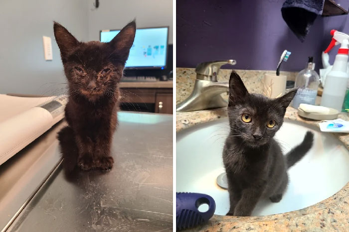 30 Before And After Pics Of Rescue Cats That Have Flourished Since Being Adopted (New Pics)